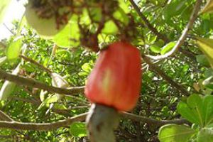 Ndoubouthe Village Sur La Transgambiene Apres Toubacouta