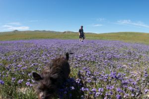 Carrizo Plain National Monument